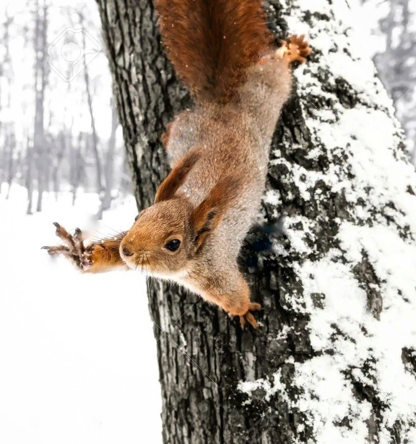 66296927-niedliche-rotes-eichhörnchen-mit-pfote-hielt-auf-baumstamm-im-winterwald-sitzt-01.jpeg