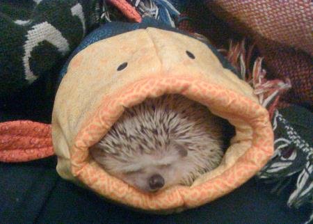 cutest-hedgehog.jpg