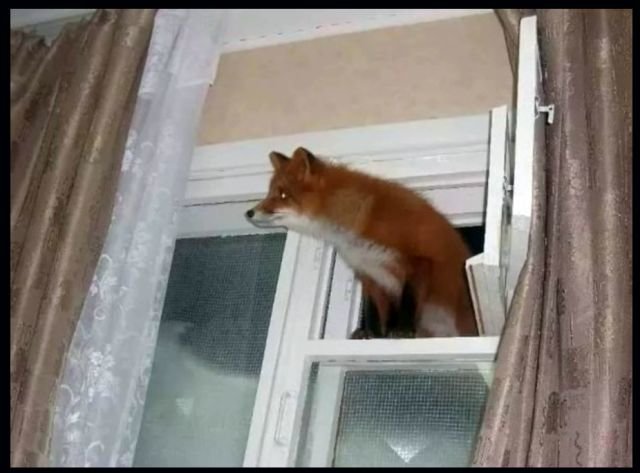 Firefox_on_Windows.jpg