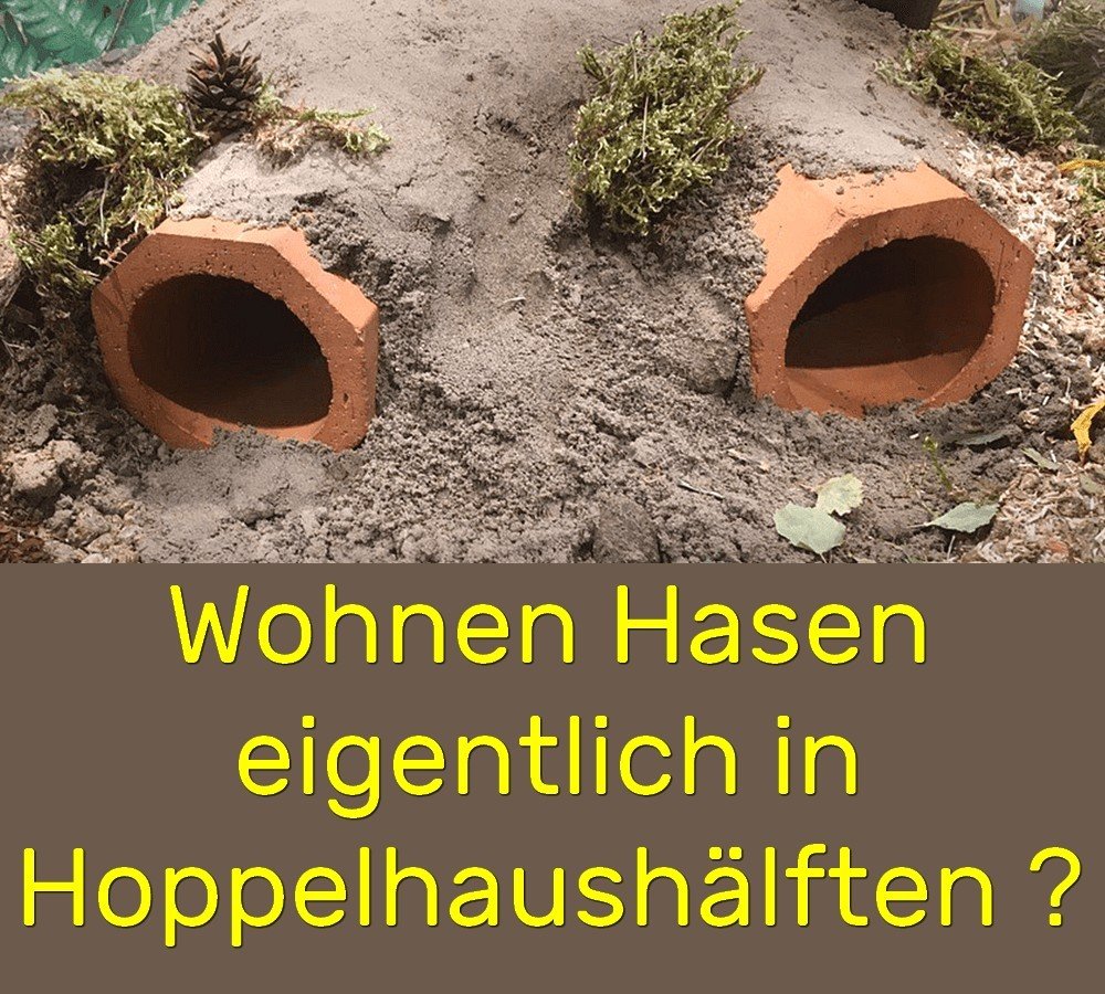 hopphaus.jpg