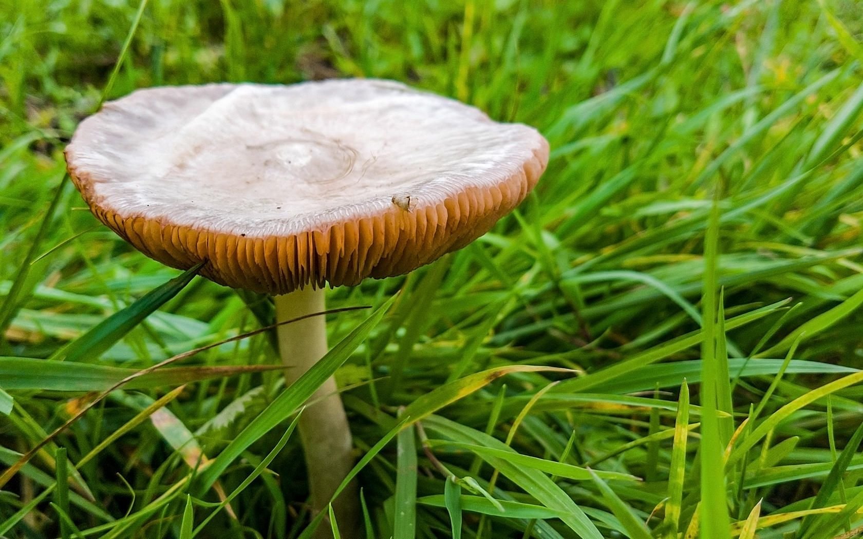 pilz.jpg