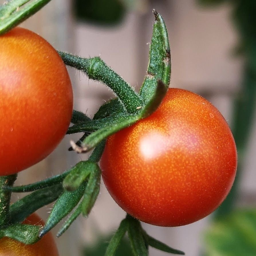 Tomaten.jpg