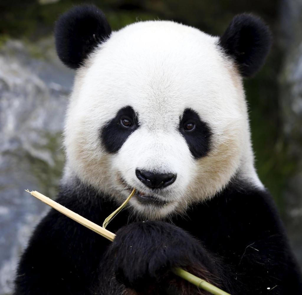 Xing-Hui-a-6-year-old-giant-panda-born-in-China-eats-bamboo-at-the-Pairi-Daiza.jpg