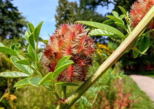 PXL_20230822_Botanischer Garten 2023.jpg