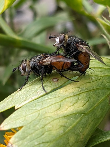 Zwei Igelfliegen PXL_20230827_122145730.jpg