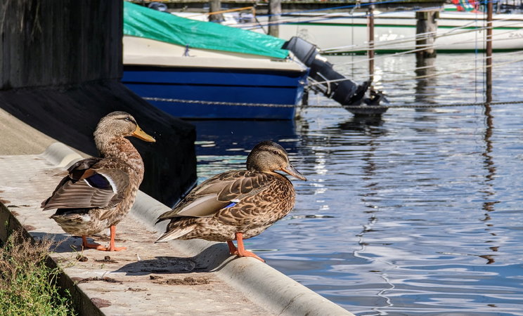 PXL_20230915_Enten Brücke Wieck 2023.jpg