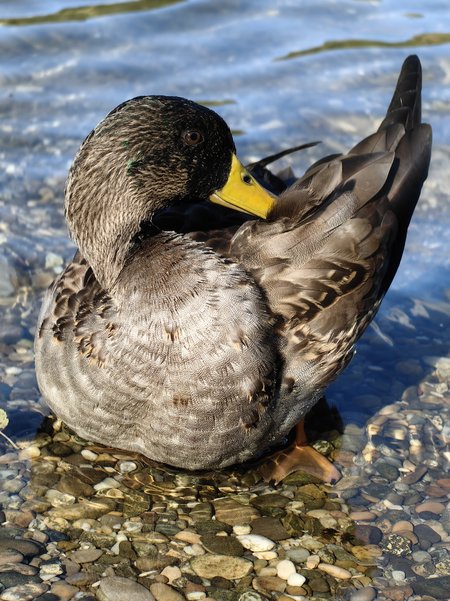 Ente 01 P60 Pro.jpg