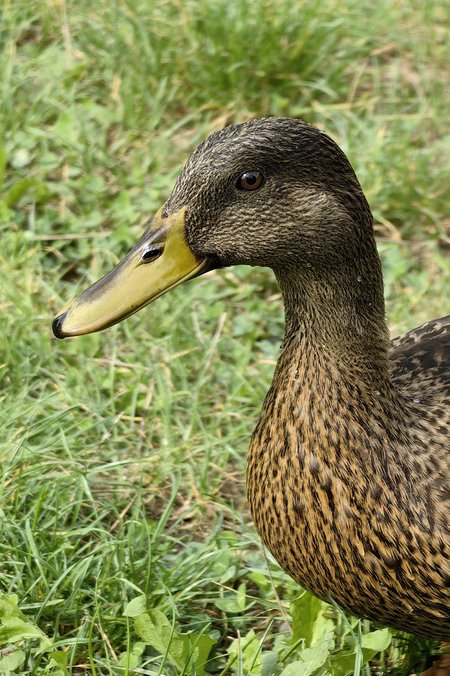 Ente 04 P60 Pro.jpg