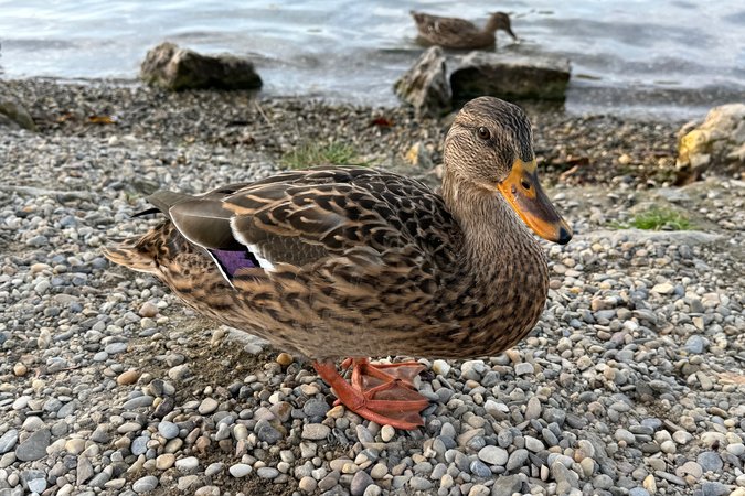 Ente iPhone 15 Pro.jpg