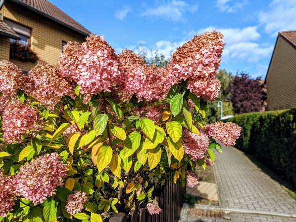 PXL_20231017_Blüten Herbst 2023.jpg