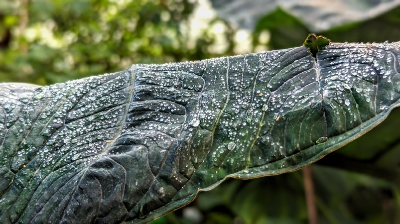 PXL_20231012_Blatt Wasserperlen Botanischer Garten 2023.jpg