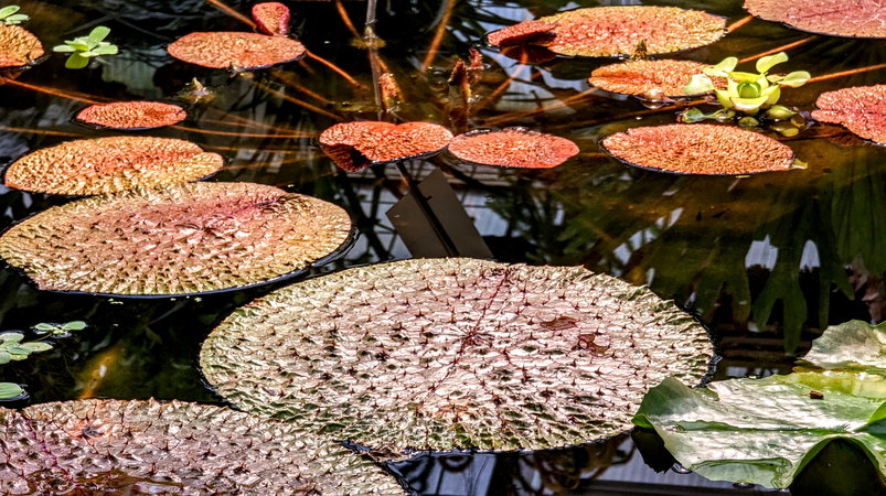 PXL_20231012_Seerosen-Blätter Botanischer Garten 2023.jpg