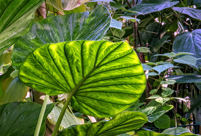 PXL_20231012_Blatt Gegenlicht Botanischer Garten 2023.jpg