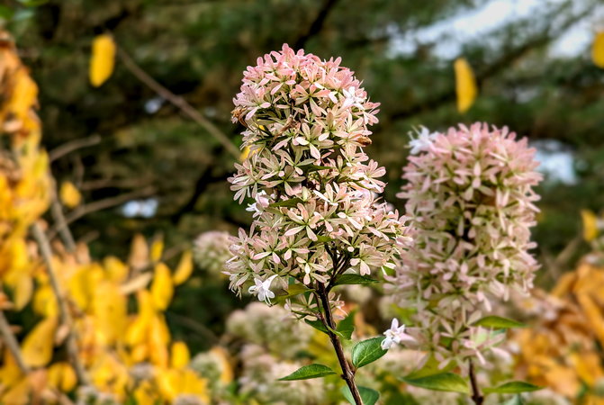 PXL_20231103_Blüten-Strauch Herbst Arboretum 2023.jpg