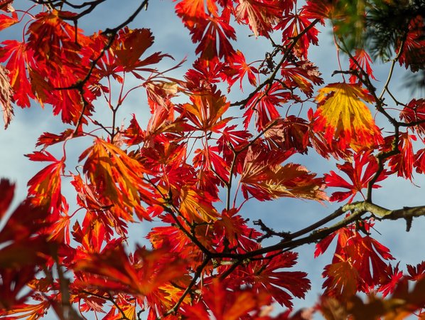 PXL_20231029_Rote Blätter Herbst Arboretum 2023.jpg