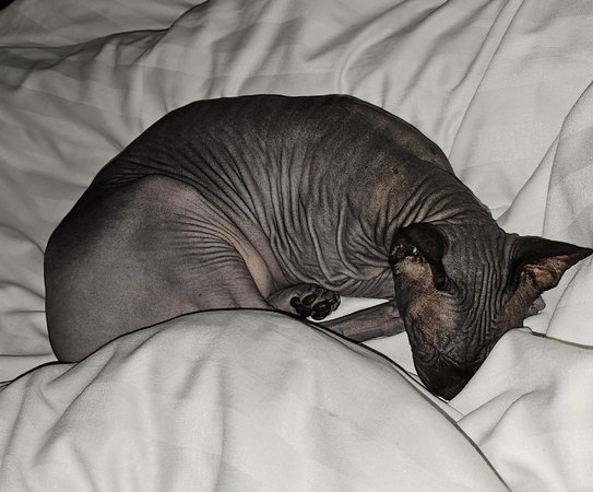 Sphynx.jpg