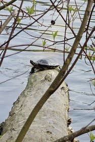 Schildkröte S23 Ultra 10 fach Zoom.jpg