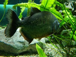 Piranha Xperia.JPG