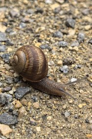 Schnecke Huawei Pura 70 28.07.2024.jpg