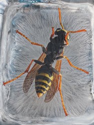 wasp in ice 2.jpg