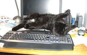 Computerkater.jpg