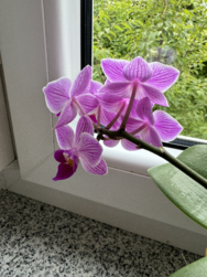 iPhone_Orchidee.png