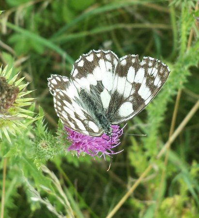 Schmetterling1.jpg