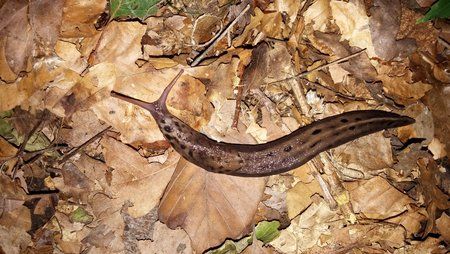 Tarnschnecke bei Nacht und Blitzlicht.jpg