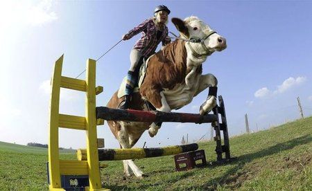 wenn mal grad kein Pferd.jpg