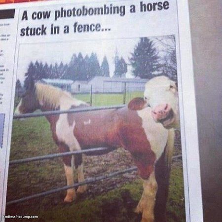 cow photobombing horse stuck in fence.jpg