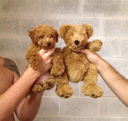 This-puppy-and-this-teddy-bear.jpg