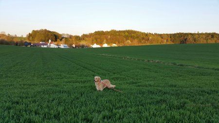 Abendspaziergang_2.jpg