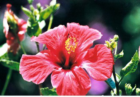 rote Hibiskus Sun Island.jpg