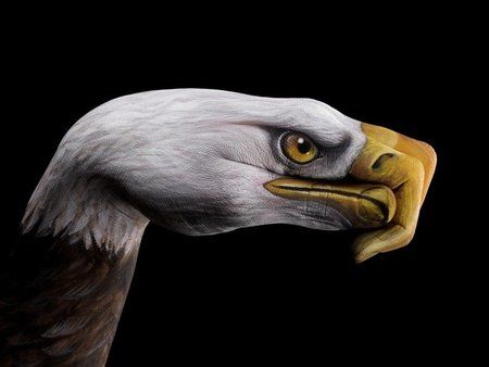 6-Bald-Eagle-on-black.jpg