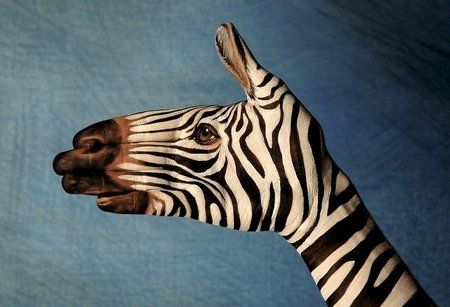 50-Zebra-on-blu.jpg