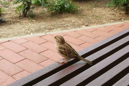 Spatz beim McDonalds-gr.jpg