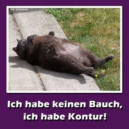 katze-bauch-b.jpg