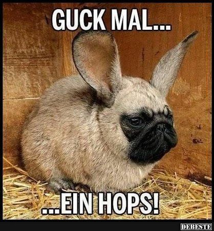 ceac36e4b03419a4b71cdd0e889fc48b--pug-life-happy-easter.jpg