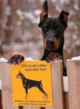 lebendobermann.jpg