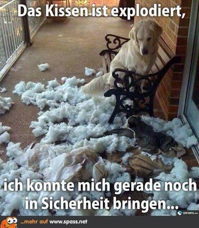 echtlustig_hund_bank_kissen_explodiert-650x706.jpg