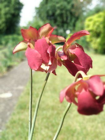 Blüte Schlauchpflanze.jpg