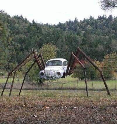 spiderbeetle.jpg