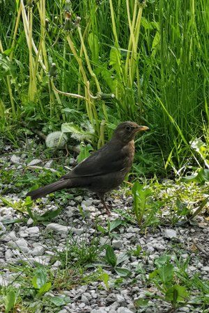 Amsel.jpg