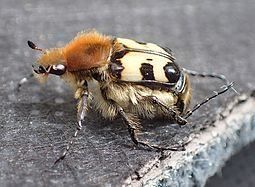 Trichius_fasciatus_male_side.jpg