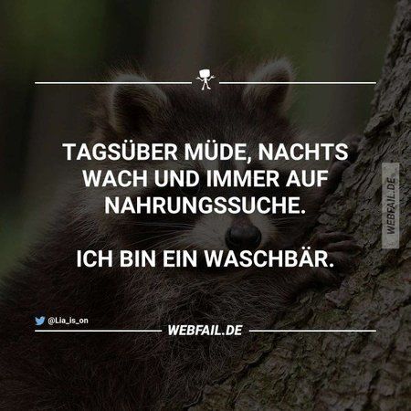 waschbär.jpg