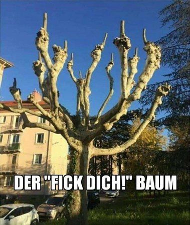 baum.jpg