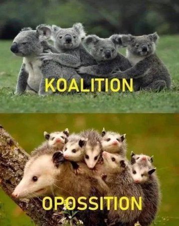 koal.jpg