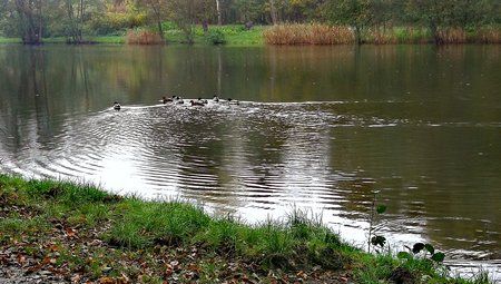 Spaziergang-am-Burbacher-Waldweiher_01.jpg