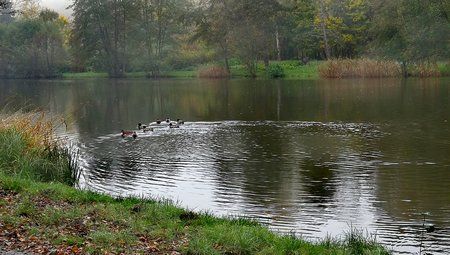 Spaziergang-am-Burbacher-Waldweiher_02.jpg