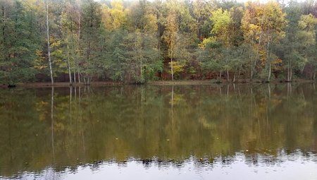 Spaziergang-am-Burbacher-Waldweiher_05.jpg